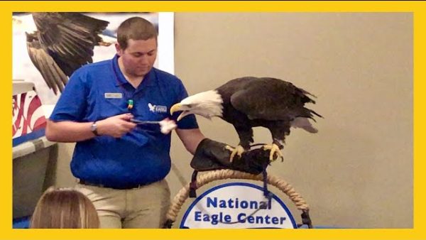 LIVE BALD EAGLES ♥ National Eagle Center in Wabasha MN Adventure